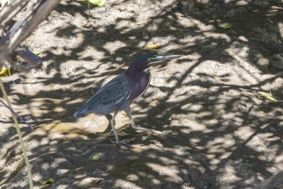 Multi Colored Heron Palo Verde NP 2024